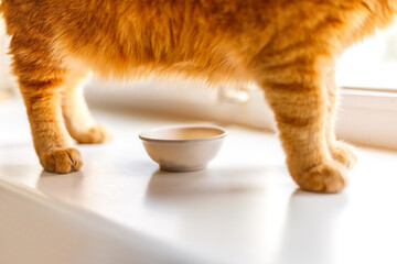 Cat's ginger paws near the white bowl of food on window sill.