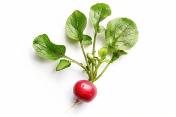 radish on a white background