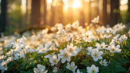 Sticker - White Flowers in the Forest Sunset