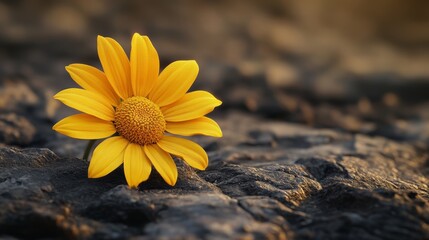 Wall Mural - A yellow flower is on a rock