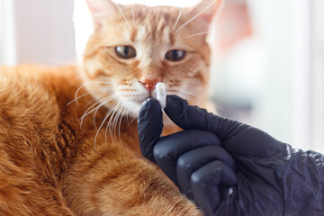 Woman gives pill or vitamin for big red cat, white background, pet health concept, vitamins for animals.