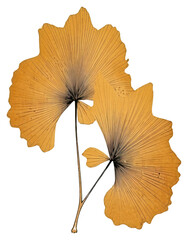 Canvas Print - PNG Japanese wood block print illustration of ginkgo leaf flower plant art.