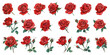 © Narin - Watercolor rose flower set of blooming plants. Garden rose isolated icon of red blossom, petal and bud with green stem and leaves for romantic floral decor, wedding bouquet and Valentine's day card