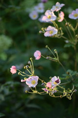 Wall Mural - Anemone japonica flowers in sunny late summer garden, on bokeh garden background.