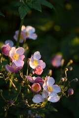 Wall Mural - Anemone scabiosa blooming on bokeh garden background, anemone japonica in summer garden, golden hour.