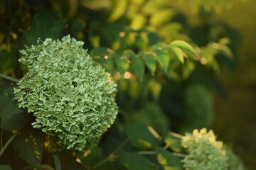 Wall Mural - Blooming hydrangea lime green flowers closeup on bokeh background.