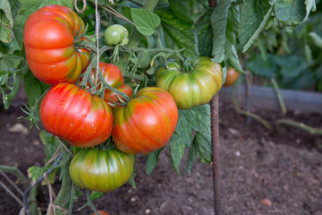 Wall Mural - Large ripe and juicy beefsteak tomatoes in the home garden .