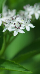 Sticker - Beautiful close-up of a sambucus ebulus flower