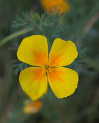 Sticker - Beautiful close-up of eschscholzia californica