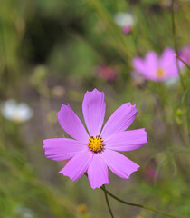 Sticker - Beautiful close-up of a cosmos bipinnatus flower