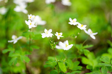 Canvas Print - buttercup forest close-up in spring