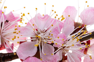 Sticker - sakura flowers isolated