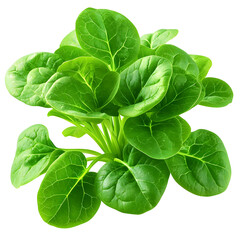 Wall Mural - Vibrant Malabar Spinach Leaves on Crisp White Background