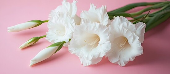 Poster - Lovely white gladiolus flowers on a pink background close up Room for text. with copy space image. Place for adding text or design