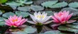 © vxnaghiyev - lotus. with copy space image. Place for adding text or design