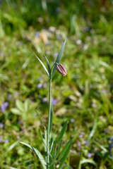 Wall Mural - Alpine checkered lily flower bud