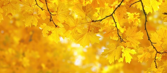 Poster - Autumn backdrop featuring yellow leaves and copy space fall