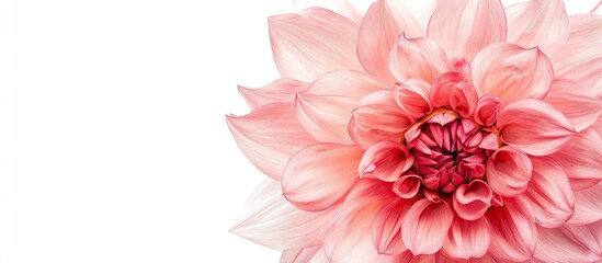 Aufkleber - Floral border featuring pink Dahlia against a white background. with copy space image. Place for adding text or design