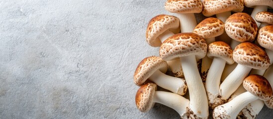 Poster - Fresh brown and white shimeji mushrooms on a gray backdrop Edible mushrooms cultivated in Asia. with copy space image. Place for adding text or design