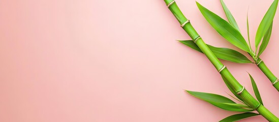 Poster - Bamboo shoot Bamboo stem and leaves on a pink background viewed from above with copy space