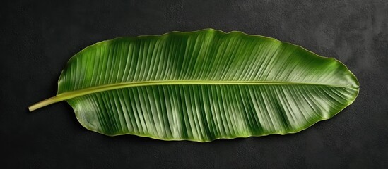 Leinwandbilder - Banana leaf for serving food Banana leaf set against a black background Top view with copy space for text Menu recipe flat lay mockup banner background