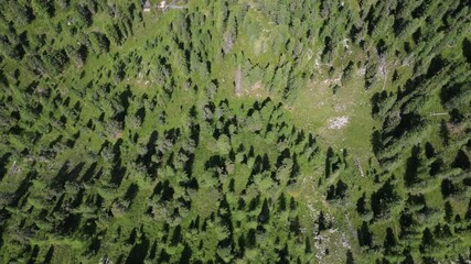 Poster - woods and pine trees in Armentarola Aerial view of the Dolomites mountain landscape in Trentino, South Tyrol in Northern Italy.