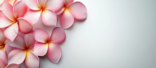 Leinwandbilder - Plumeria flowers on a white background. with copy space image. Place for adding text or design