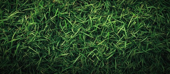 Aufkleber - Image of a square background featuring green grass. with copy space image. Place for adding text or design