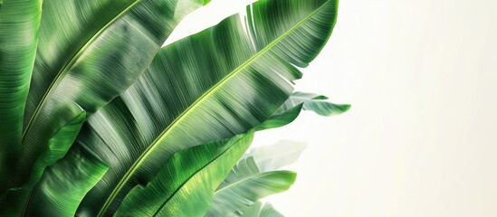 Poster - Banana leaves featuring copy space