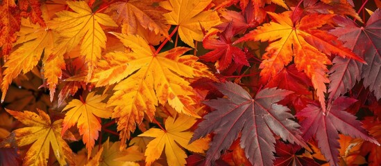 Fototapete - Many Japanese maples are beginning to change color. with copy space image. Place for adding text or design