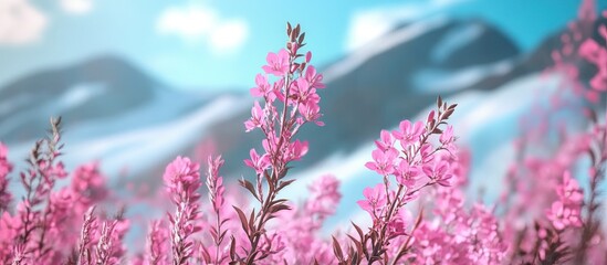 Canvas Print - Pink dwarf fireweed blossoms glacier and blue sky. with copy space image. Place for adding text or design