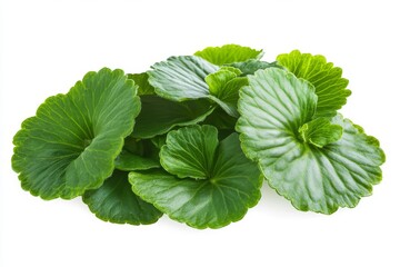 Natural organic healthy plant with gotu kola or Centella asiatica leaves isolated on transparent background.