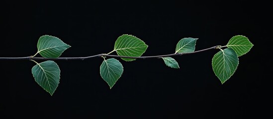 Aufkleber - Birch leaves on a branch against a dark black background with copy space