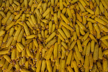 Harvesting corn dried in the rural garden. Yellow corn cob background or texture. Corn vegetable pattern.