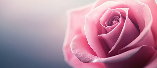 Aufkleber - close up of a pink rose. with copy space image. Place for adding text or design