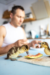 Wall Mural - Two little ducklings eating with their owner on the table at home. Funny domestic pet. 