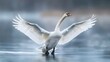 © sakareeya - Swan with wings spread wide in a display of elegance minimalist art media by magazine