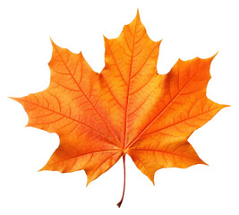 Wall Mural - PNG Autumn Maple Leaf maple leaf autumn.