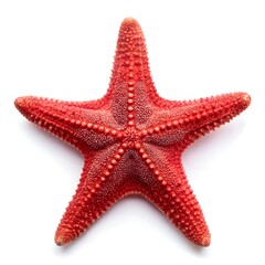 Red sea star, isolated on white background