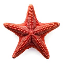 Red sea star, isolated on white background