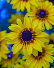 yellow and blue flowers