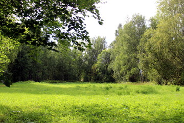 Summer landscape meadow surrounded by trees.