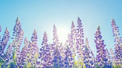 A field of blooming purple lupines under a clear blue sky, capturing the beauty of nature