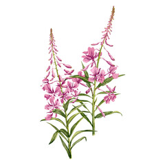 Wall Mural - willowherb, fireweed, field flowers, watercolor drawing wild plants at white background, floral elements, hand drawn botanical illustration