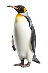 Sticker - PNG Royal penguine animal bird white background.