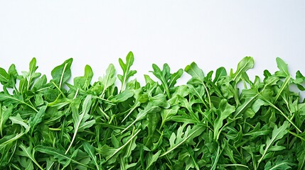 Wall Mural - Simple arugula salad on a white background, with plenty of space for text, perfect for highlighting healthy eating and fresh ingredients.