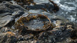 © Ishaq - A large, round, grey object with a hole in the middle, partially buried in the sand, with seaweed and shells around it.