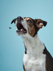  A spirited mixed breed dog leaps up, its eyes and mouth wide open in anticipation of a treat against a serene blue studio setting