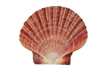 Upper valve of a red scallop (Pecten fumatus) isolated on transparent background