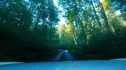 Sticker - Driving through a lush forest, sunlight filters through towering trees creating a tranquil atmosphere of natural beauty